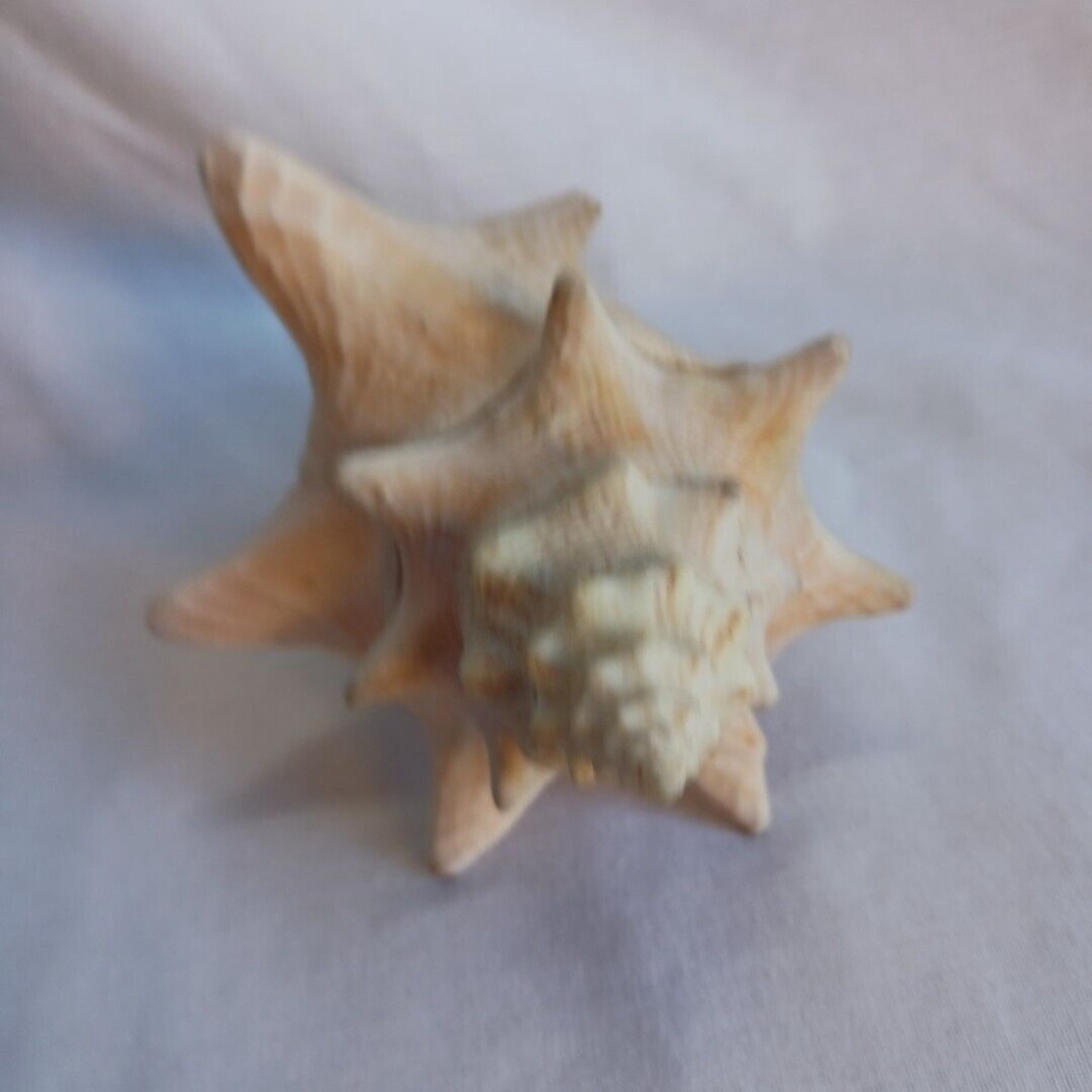 Conch Shell 6 Inch - Picture 5 of 10